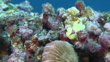 Juvenile Painted Frogfish on a reef