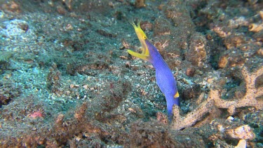 Adult female Blue Ribbon Eel in a hole in the ocean floor