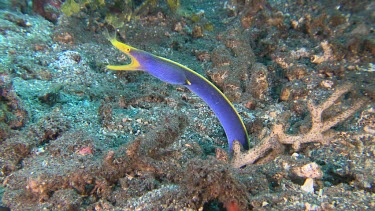 Close up of adult female Blue Ribbon Eel in a hole in the ocean floor