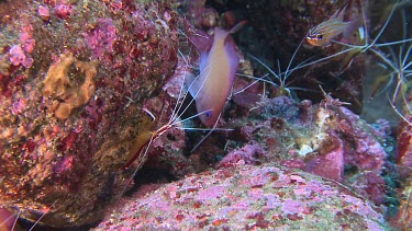 Close up of White-Banded Cleaner Shrimp and Stocky Anthias fish