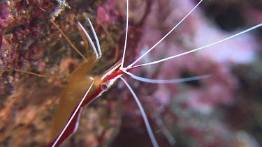 Close up of White-Banded Cleaner Shrimp