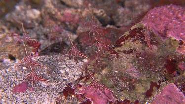Dancing Shrimp on a reef