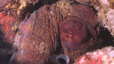 Close up of Day Octopus in a hole