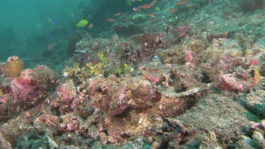 False Stonefish camouflaged on a busy coral reef