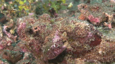 False Stonefish camouflaged on a reef