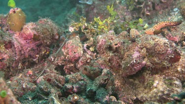 False Stonefish camouflaged on a reef