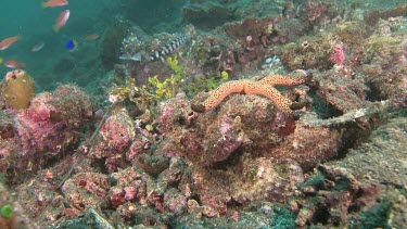False Stonefish camouflaged on a reef with orange Sea Star