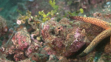 False Stonefish camouflaged on a reef with orange Sea Star