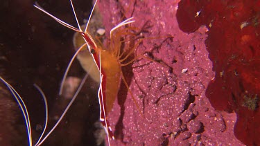 Close up of White-Banded Cleaner Shrimp on a reef