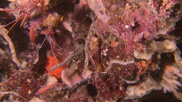 Dancing Shrimp on a reef