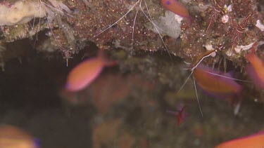 Fish at a cleaning station