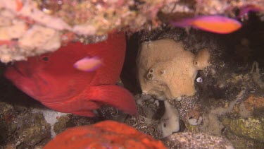 Tomato Grouper Fish at a cleaning station