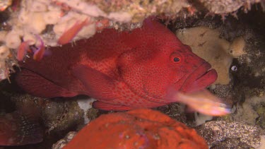 Tomato Grouper Fish at a cleaning station