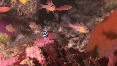 Tomato Grouper Fish at a cleaning station