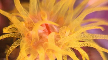 Close up of yellow Cup Coral