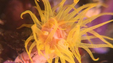 Close up of yellow Cup Coral