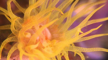 Close up of yellow Cup Coral