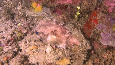 Porcupinefish swimming along the ocean floor