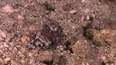 Corallimorph Decorator Crab walking along the ocean floor