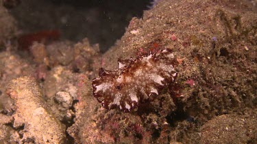Flatworm Discodoris on the ocean floor
