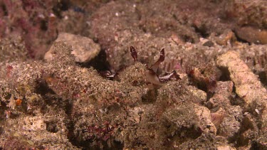 Flatworm Discodoris on the ocean floor