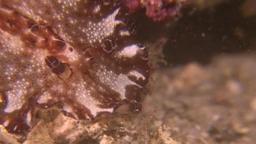 Flatworm Discodoris on the ocean floor