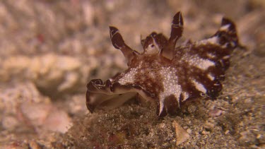 Flatworm Discodoris on the ocean floor