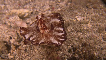 Flatworm Discodoris on the ocean floor