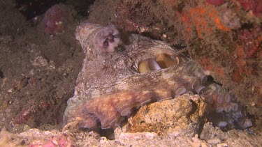 Close up of Day Octopus hidden behind rocks