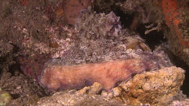 Close up of Day Octopus hidden among the rocks