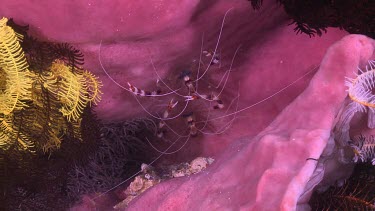Banded Coral Shrimp inside a coral sponge