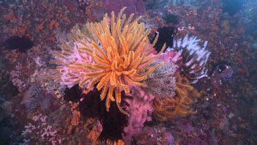 Colourful Feather Stars