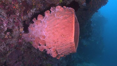 Pink Barrel Sponge on a reef