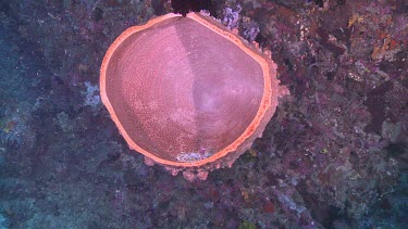 Pink Barrel Sponge on a reef