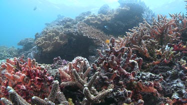 Blackspotted Sea Cucumber on a reef