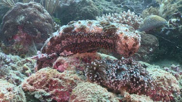 Blackspotted Sea Cucumber on a reef