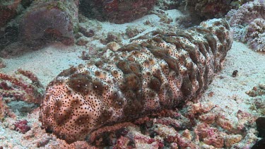 Blackspotted Sea Cucumber on a reef