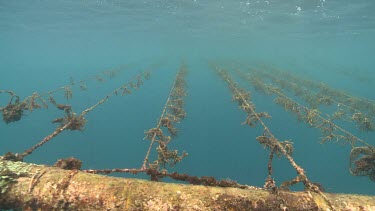 Agar ropes underwater