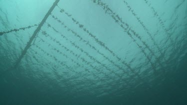 Agar ropes underwater