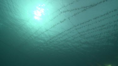 Agar ropes underwater