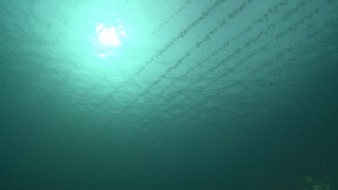 Agar ropes underwater