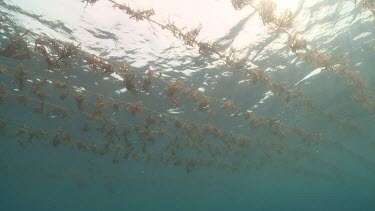 Agar ropes at the ocean surface