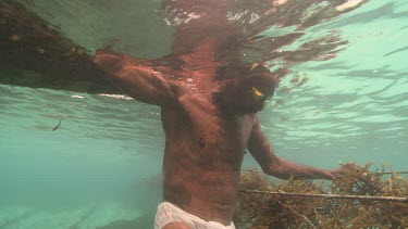 Harvesting Agar from ropes underwater