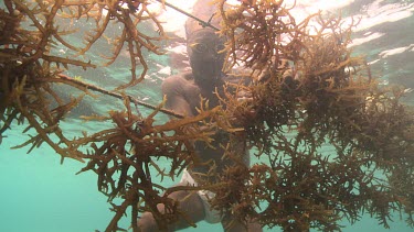 Harvesting Agar from ropes underwater