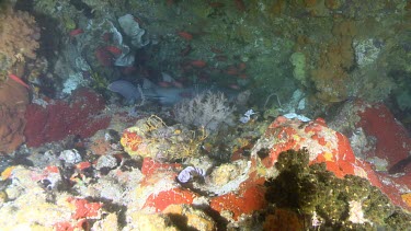 Tawny Nurse Shark on a reef