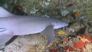 Tawny Nurse Shark on a reef