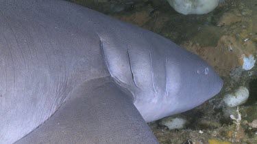 Close up of Tawny Nurse Shark