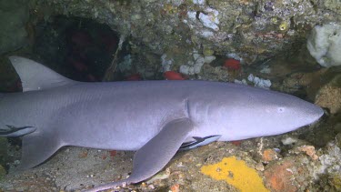 Tawny Nurse Shark on a reef