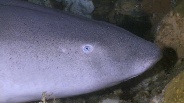Close up of Tawny Nurse Shark head