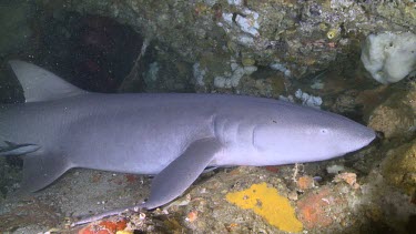 Tawny Nurse Shark on a reef